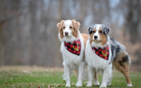 Australian Shepard - Shepard, woof, animal, Australian, dog