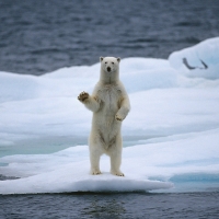 Polar Bear