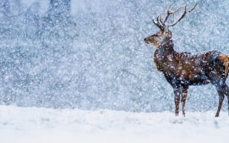 Deer - animal, deer, horn, snow