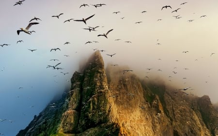 Seagulls in Air Over Mountains - birds, animal, seagull, mountains, sky