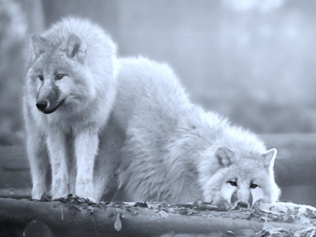 White Wolfs - white, animal, winter, wolfs, snow