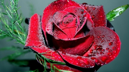 Dewy Red Rose - red, rose, dew, flowers, drops, petals, closeup, macro, nature