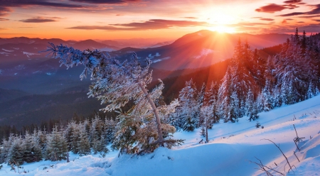 Colorful winter morning in the mountains - trees, winter, beautiful, snowy, snow, landscape, sunrise, morning, valley, mountain, colorful, Carpates, rays, view, sky