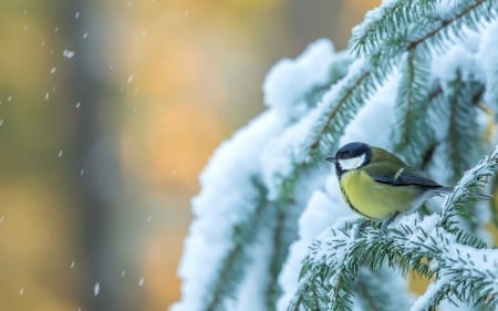 Bird - fly, animal, nature, bird