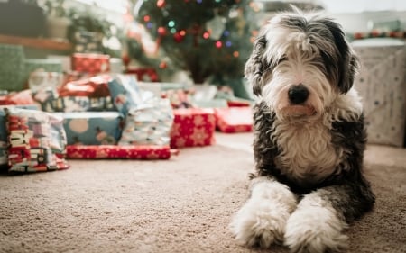 Christmas Dog - Dog, woof, puppy, Christmas