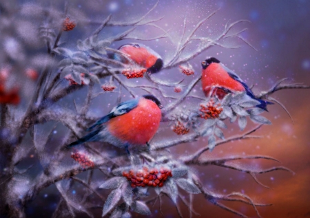 Bullfinches - birds, branch, winter, beautiful, bullfinches, three