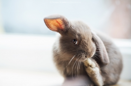 Bunny - easter, rabbit, animal, cute, rodent