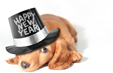 Happy New Year! - animal, cute, black, caine, puppy, white, card, hat, new year, dog