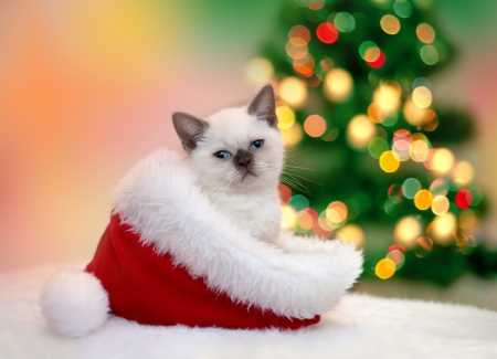 Christmas kitten