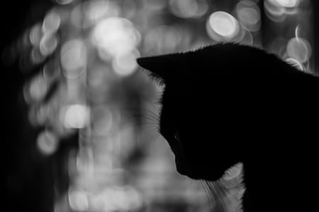 Shadow - bokeh, silhouette, cat, bw, black, pisica, white, animal, shadow