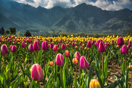 Indira Gandhi Tulips Garden,India