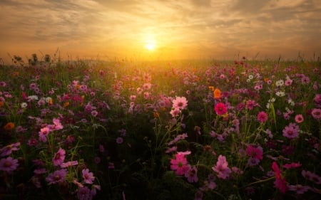 Cosmo Blosson - nature, cosmo, 2017, flowers, blosson