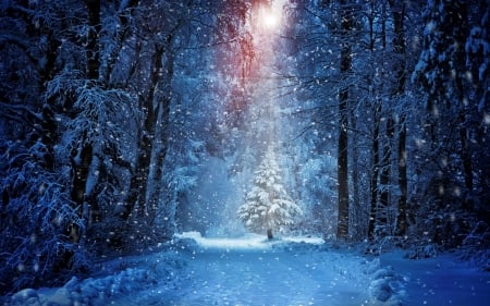 Snowy road - trees, winter, beautiful, road, snow, forest, walk, path, ice, cold, frost