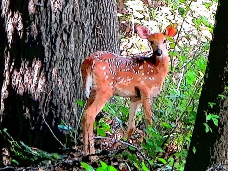 Fawn in the Forest