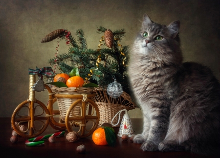 Kitten - animal, cat, craciun, daykiney, christmas, pisica, fruit, kitten, orange, new year