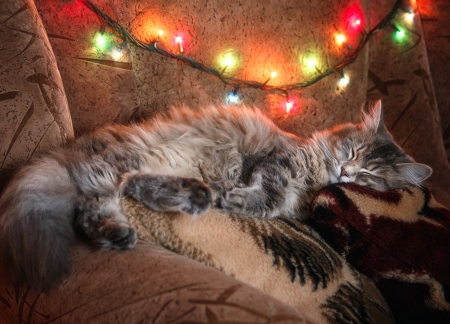 Christmas dream - lights, animal, cute, cat, craciun, daykiney, pisica, kitten, dream