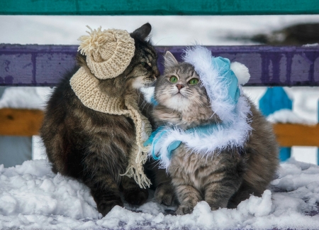 The kiss - new year, craciun, hat, couple, cat, winter, scarf, pisica, christmas, daykiney, kiss, blue, snow, animal, cute