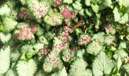 Green Plant - garden, leaves, plants, shrub