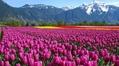 Wondrous Tulips Field by a Mountain Range - tulips, nature, landscape, field, mountains