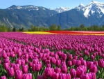 Wondrous Tulips Field by a Mountain Range