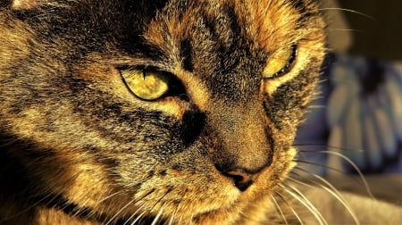 Cats eyes - tabby, cat, eyes, manx