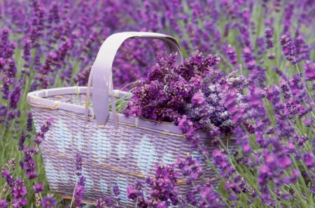 â™¥ - lavender, basket, purple, abstract