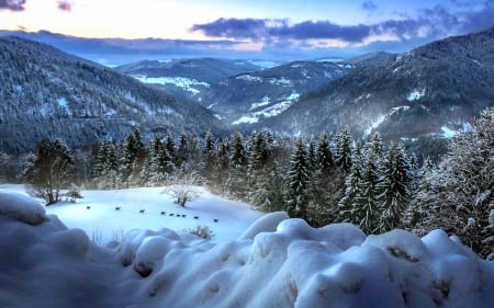 Black Forest of Winter - attractions in dreams, xmas and new year, forests, animals, winter, mountains, black forest, deer, nature, love four seasons, snow, germany, landscapes