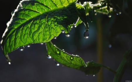 wet leaves - nature, forest, rain, wet, leaves, green, leaf, dew