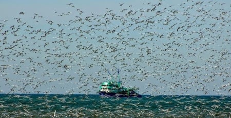 Happy New Year - ship, ocean, sea, birds