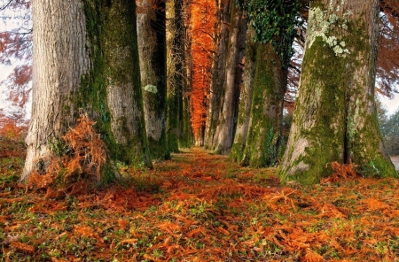 Winter Dream - tree, autumn, forest, beautiful