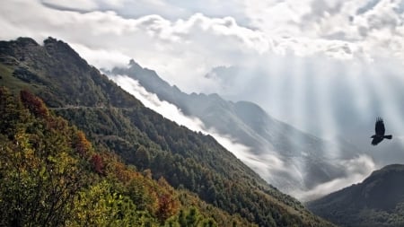 Bird Above the Mountain - rays, trees, forest, mountain, clouds, fog, animal, bird