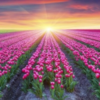 Tulips Field at Sunset