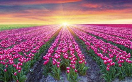 Tulips Field at Sunset - tulips, sunset, nature, landscape, field