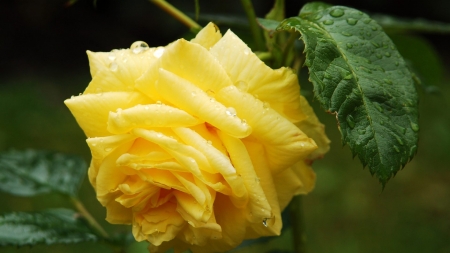 After Rain - nature, yellow, rain, petals, flowers, dew, rose, drops