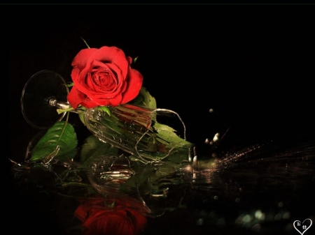 Still Life - glass, broken, red, flowers, still life, rose