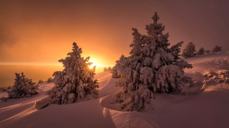 Winter Sunset - winter, nature, tree, sunset