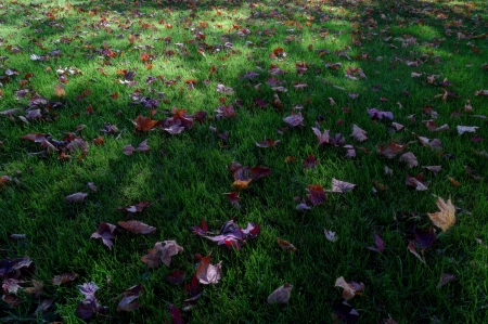 I Miss This... - fall, shadows, grass, leaves