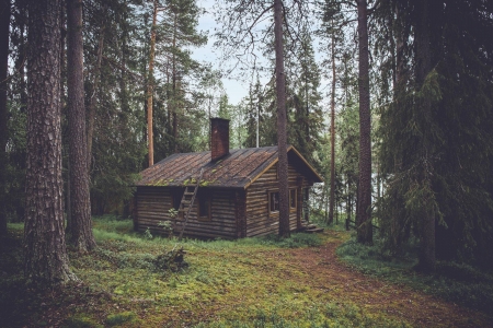 log cabin - nature, fun, forest, cool, house