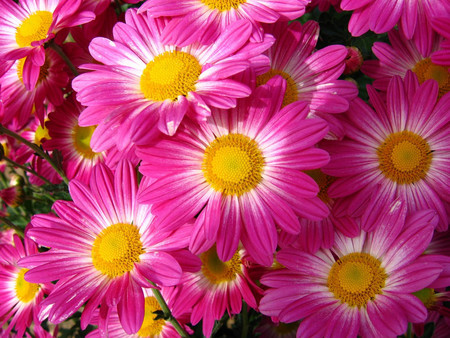 Pink flowers - flowers, pink