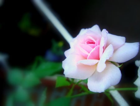 Pink rose - roses, flowers