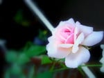 Pink rose