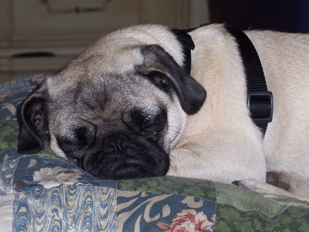 Angie again - beatiful, cute, angie, pugs