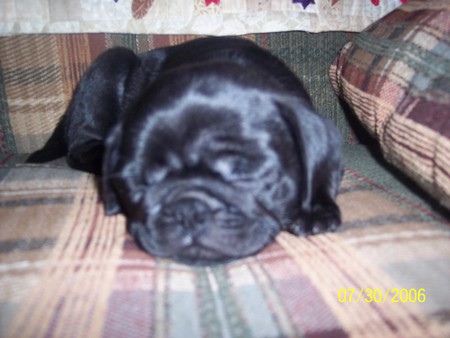 My better half - pug, beatiful, cute, dog, puppy