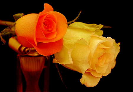 Peaches And Cream - roses, cream, love, flower, peach, flowers, black, black background, rose