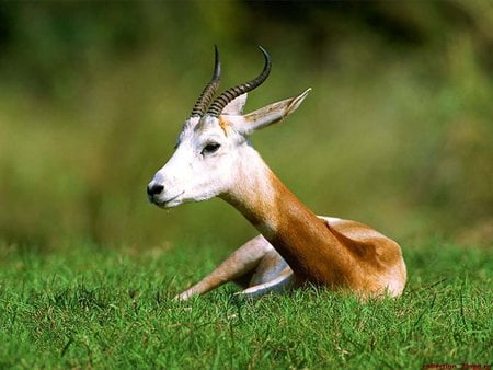 Brown - resting, cute, grass