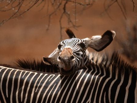 zebras_ - zebras, animals