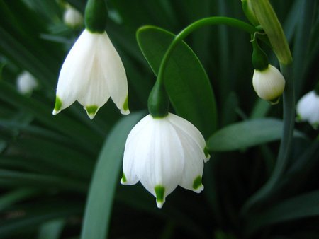 White bell - white, flower