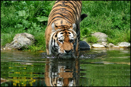 In for a Swim - tiger, big cat