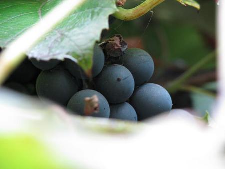 grapes - red, leaves