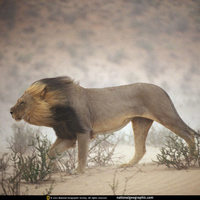 windswept lion